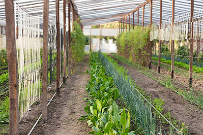 greenhouse